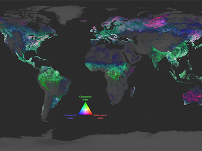 PACE Land Vegetation Data: Global