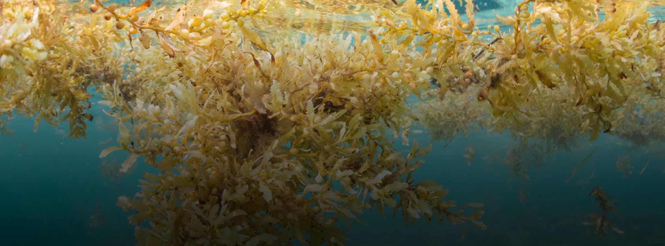 Sargassum profile view